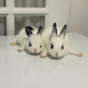 Meet your Posher, Bella